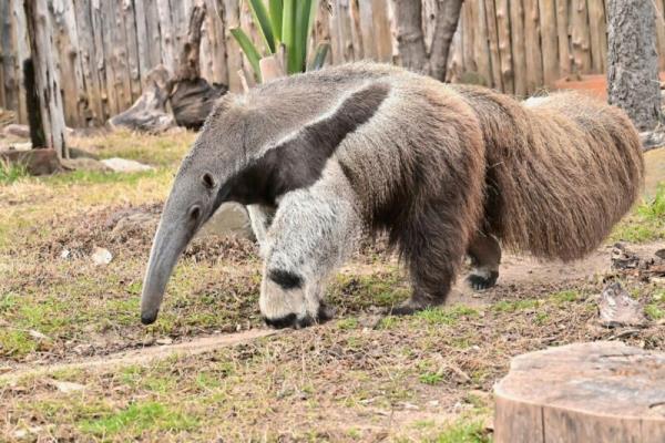 Anteaters: Big, furry animal with a long narrow nose. Its back half and long tail have very long brushy hair.